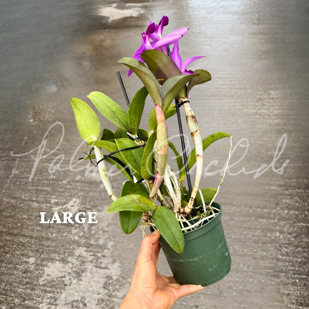 Cattleya violacea 'Big Jane' — Palmer Orchids
